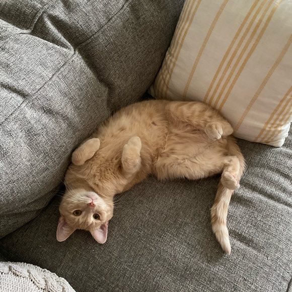 Meet your Posher, Morgan - Picture 2 of 3